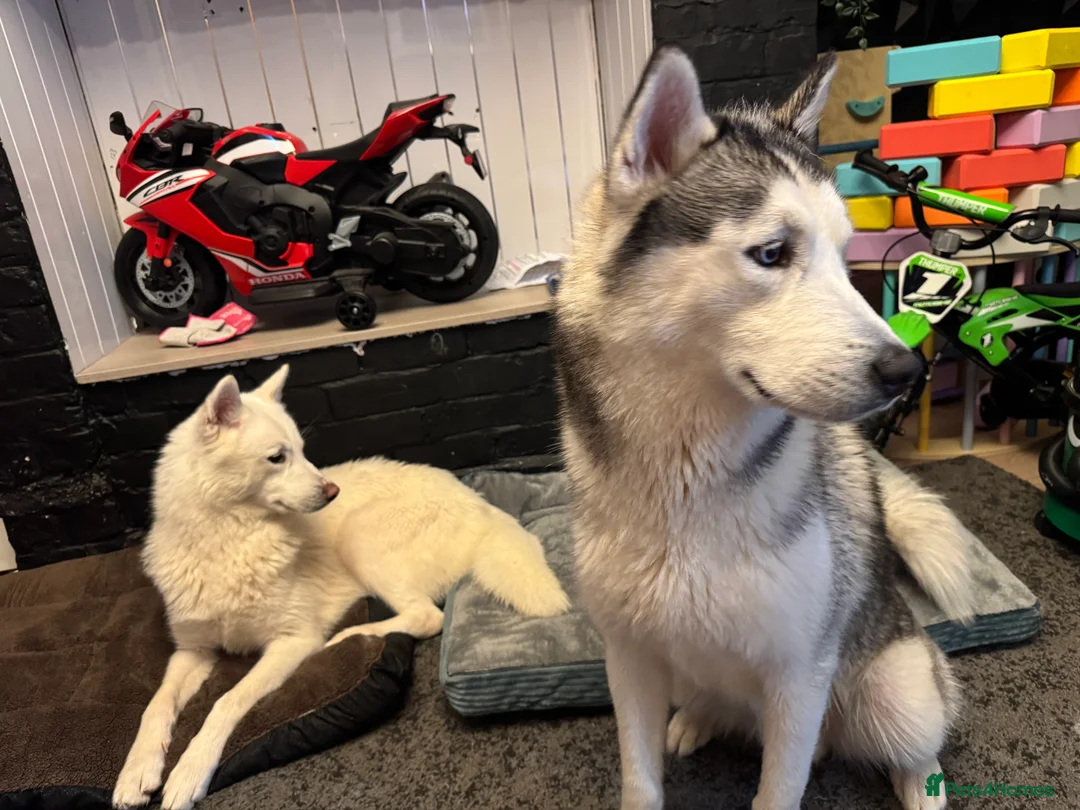 Siberian Husky dogs for sale: Two beautiful huskys ( brothers ) - Advert 2
