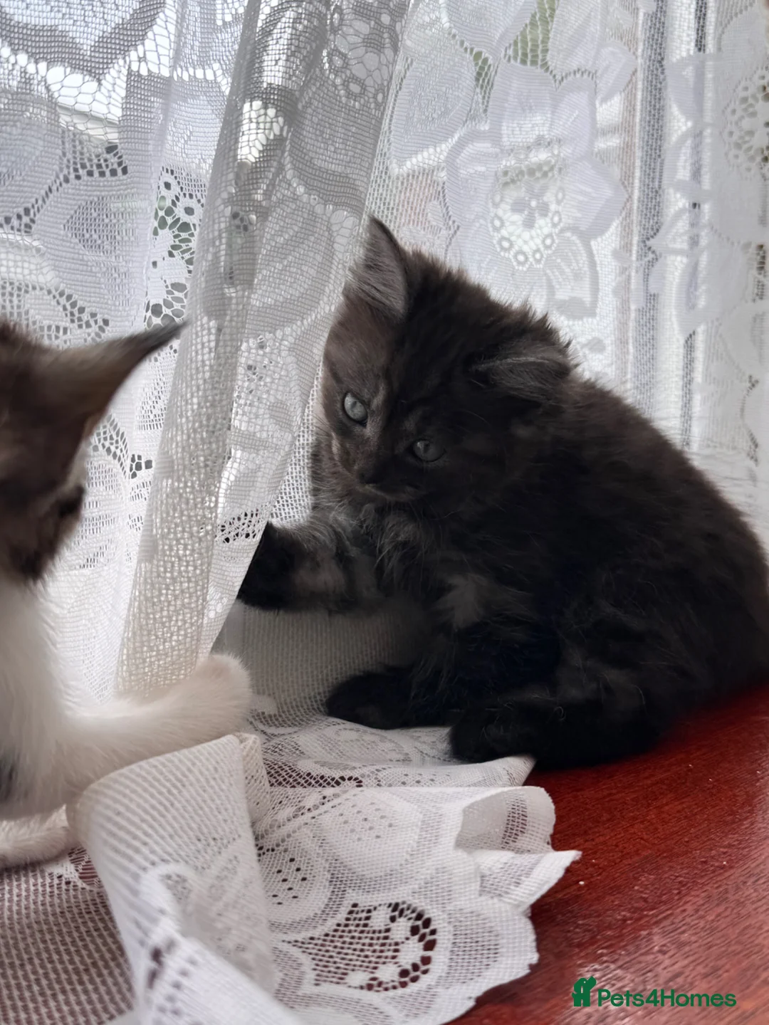 Mixed Breed cats for sale: Mom British shorthair tabby  - Advert 2