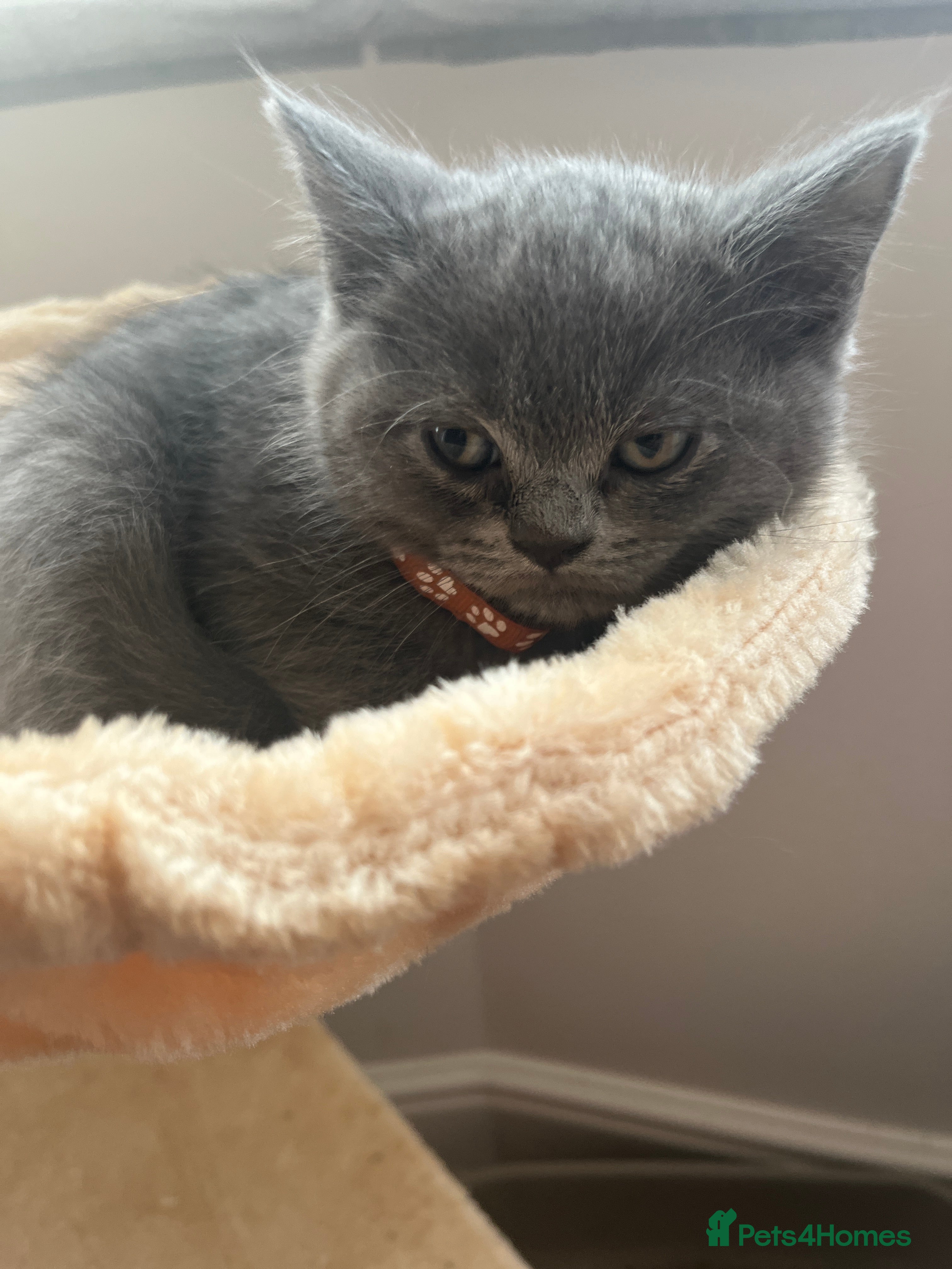 Scottish Fold cats Lovely Scottish blue fold kittens  - Advert 16