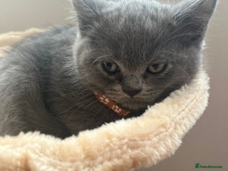 Scottish Fold cats Lovely Scottish blue fold kittens - Advert 16