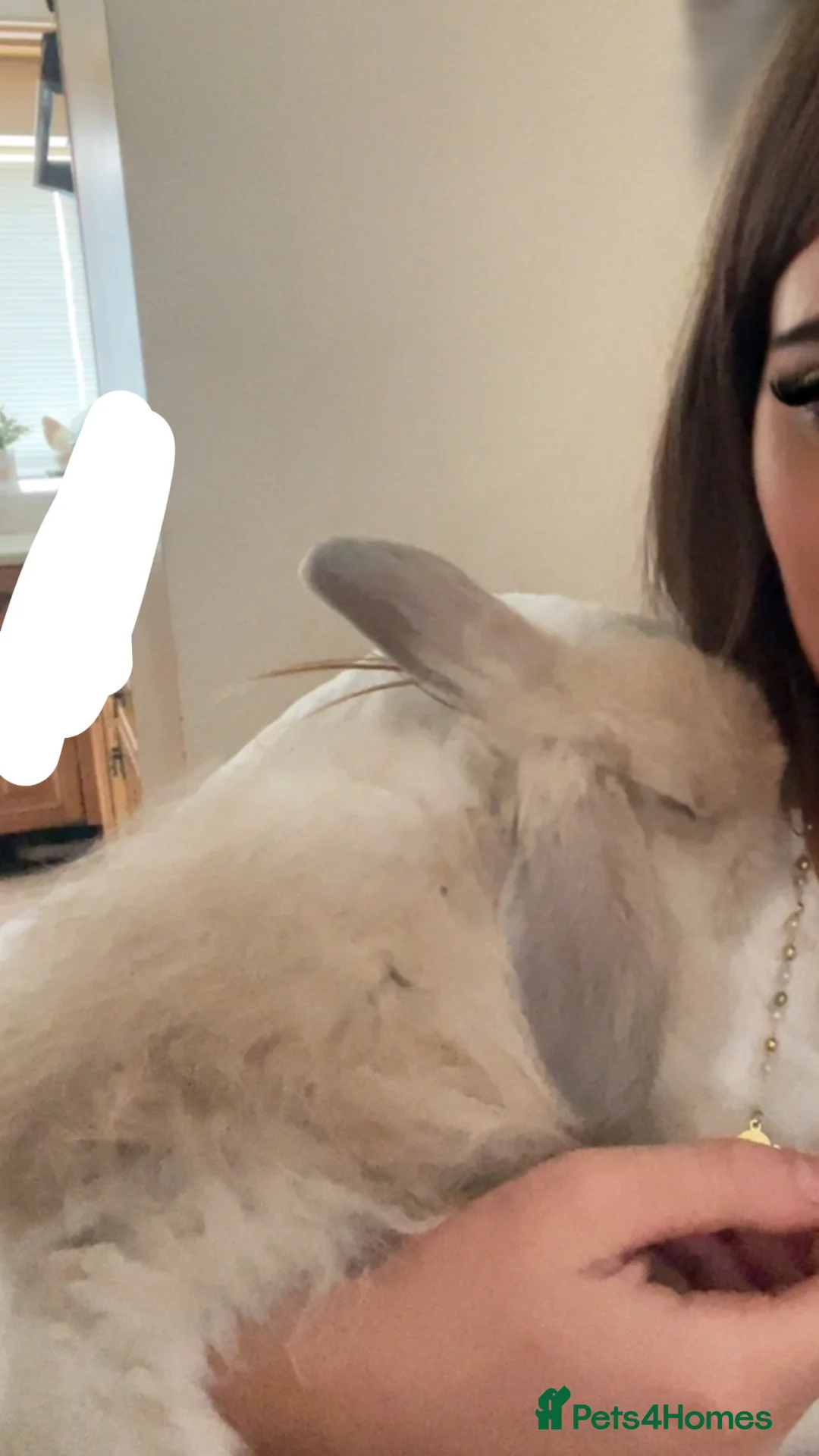 Mixed Breed rabbits for sale: Angora rabbits  - Advert 6