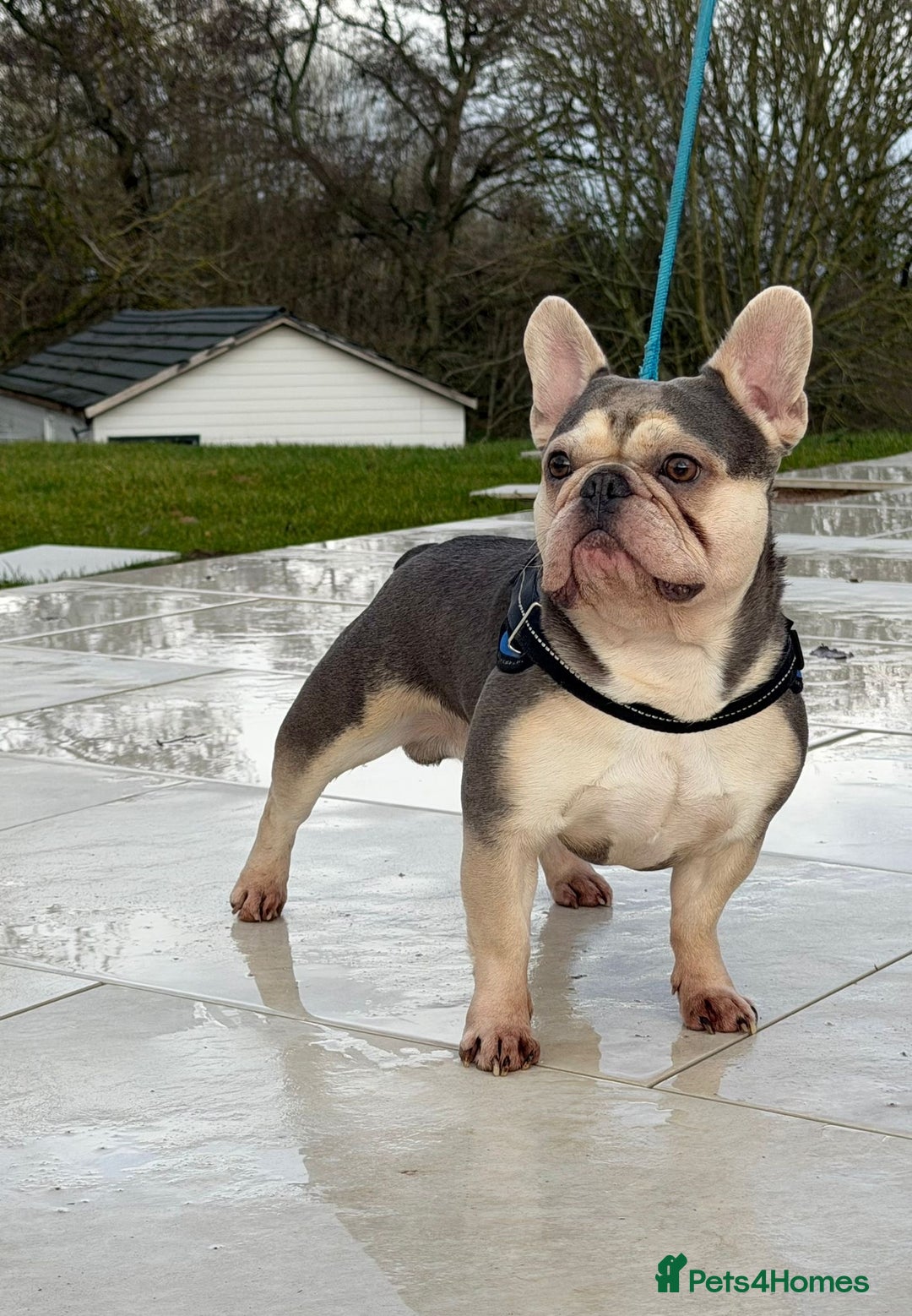 French Bulldog dogs for stud: BalooBear for studding - Advert 1