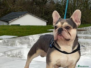 French Bulldog dogs BalooBear for studding - Advert 2