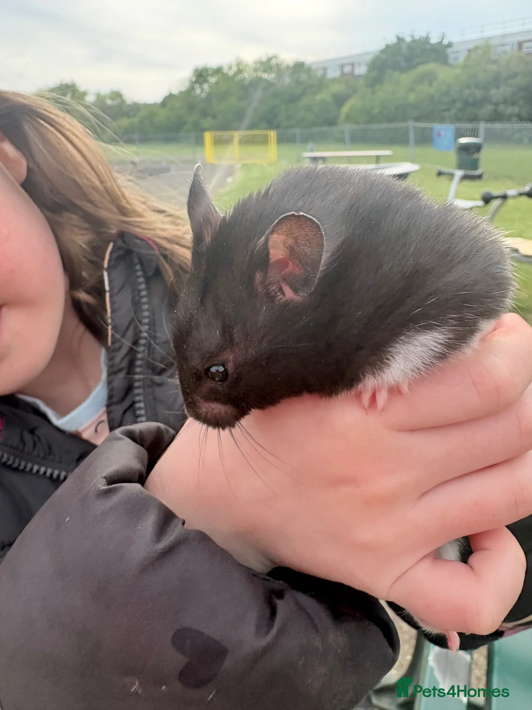 Hamster rodents for sale: Hamster  in Rainham - Advert 1