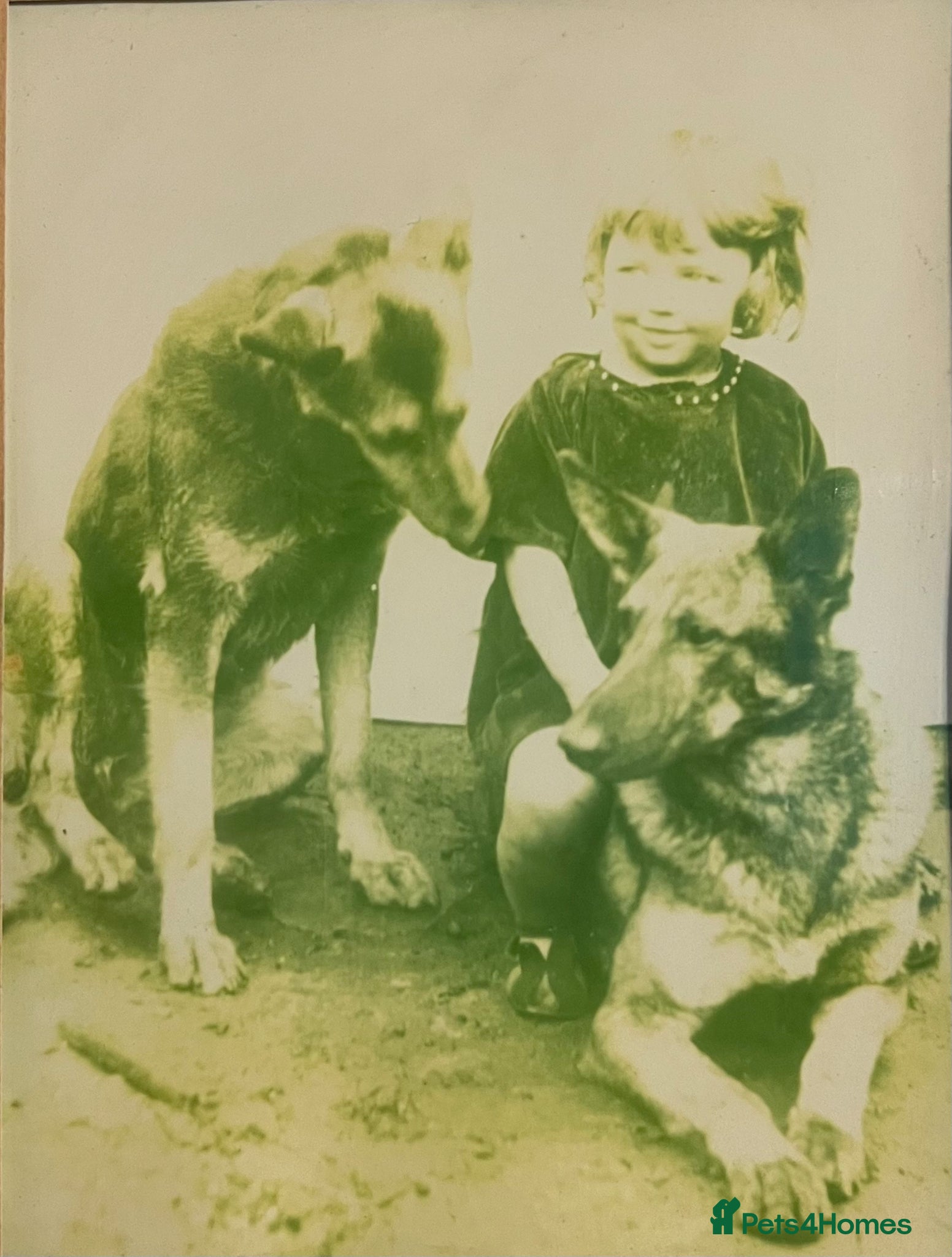 German Shepherd dogs Straight Back w/line German Shepherd puppies - Advert 8