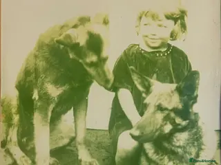 German Shepherd dogs Straight Back w/line German Shepherd puppies - Advert 8