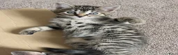 Domestic Shorthair cats for sale: Sweet & Playful Girls ready 8th Oct - Advert 6
