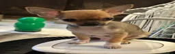 Chihuahua dogs for sale:  Chihuahua Puppies – 2 Boys 2 Girls Ready Soon - Advert 6