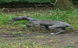 Whippet dogs for sale: Blue boy kc reg fully vaccinated and microchip  - Image 10
