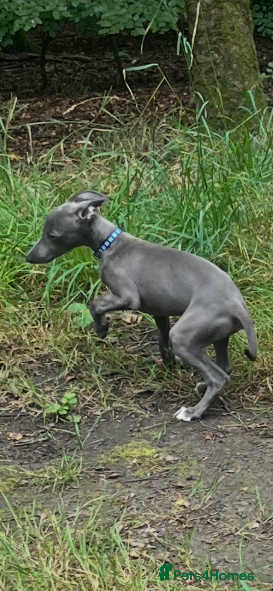 Whippet dogs for sale: Blue boy kc reg fully vaccinated and microchip  - Image 10