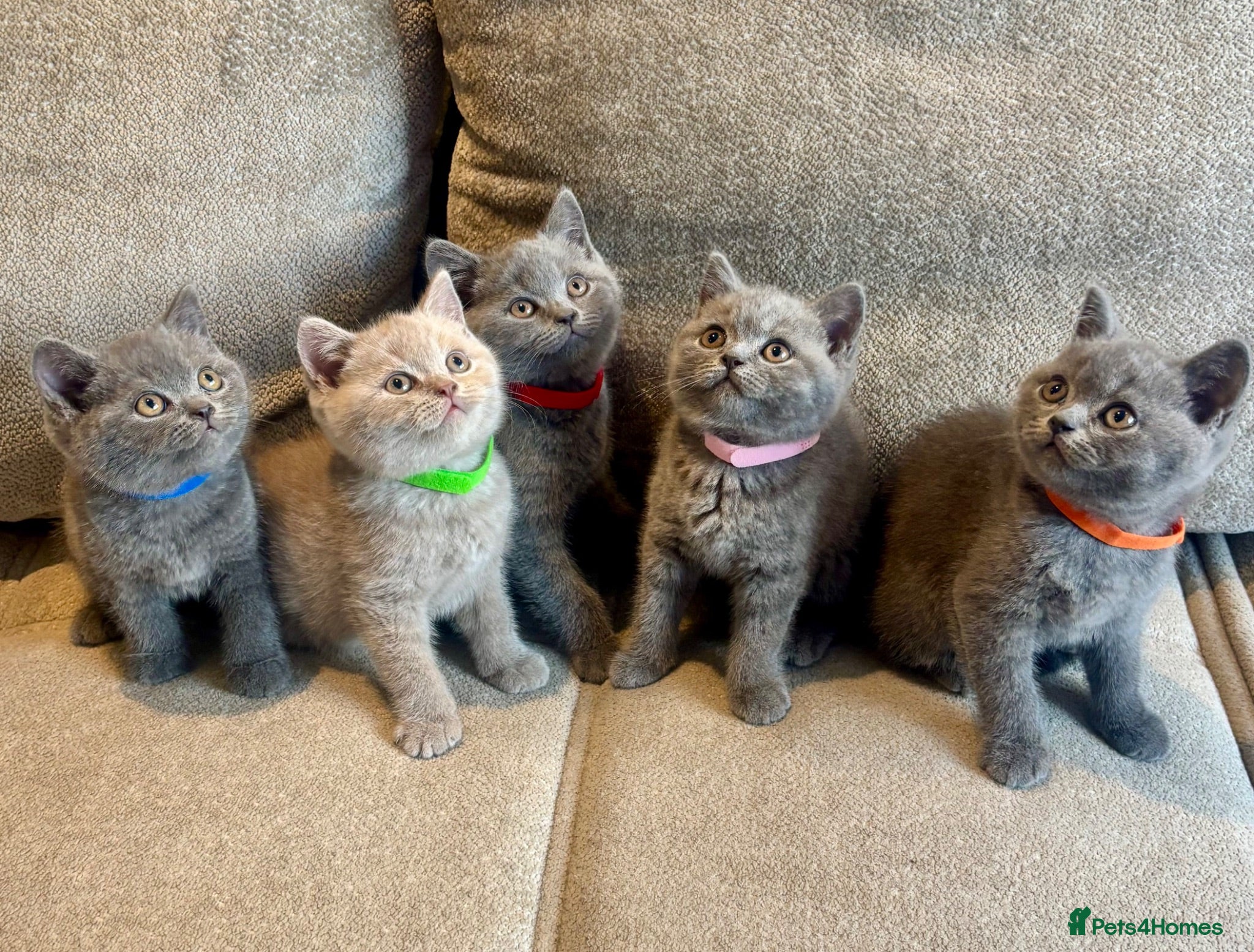 British Shorthair cats 💙🥇GCCF Pedigree British Shorthair - Advert 2