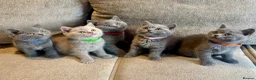 British Shorthair cats for sale: 💙🥇GCCF Pedigree British Shorthair - Advert 2