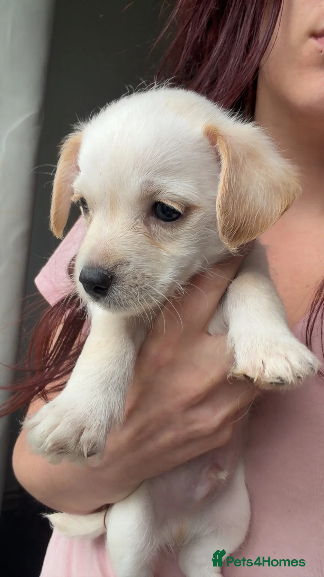 Mixed Breed dogs for sale: Teddy bear dog x Jack Russell - Advert 2