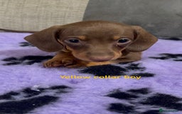 Miniature Dachshund dogs for sale: 3 chocolate and tan miniature dachshund puppies - Image 1
