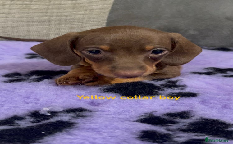 Miniature Dachshund dogs - Advert 1