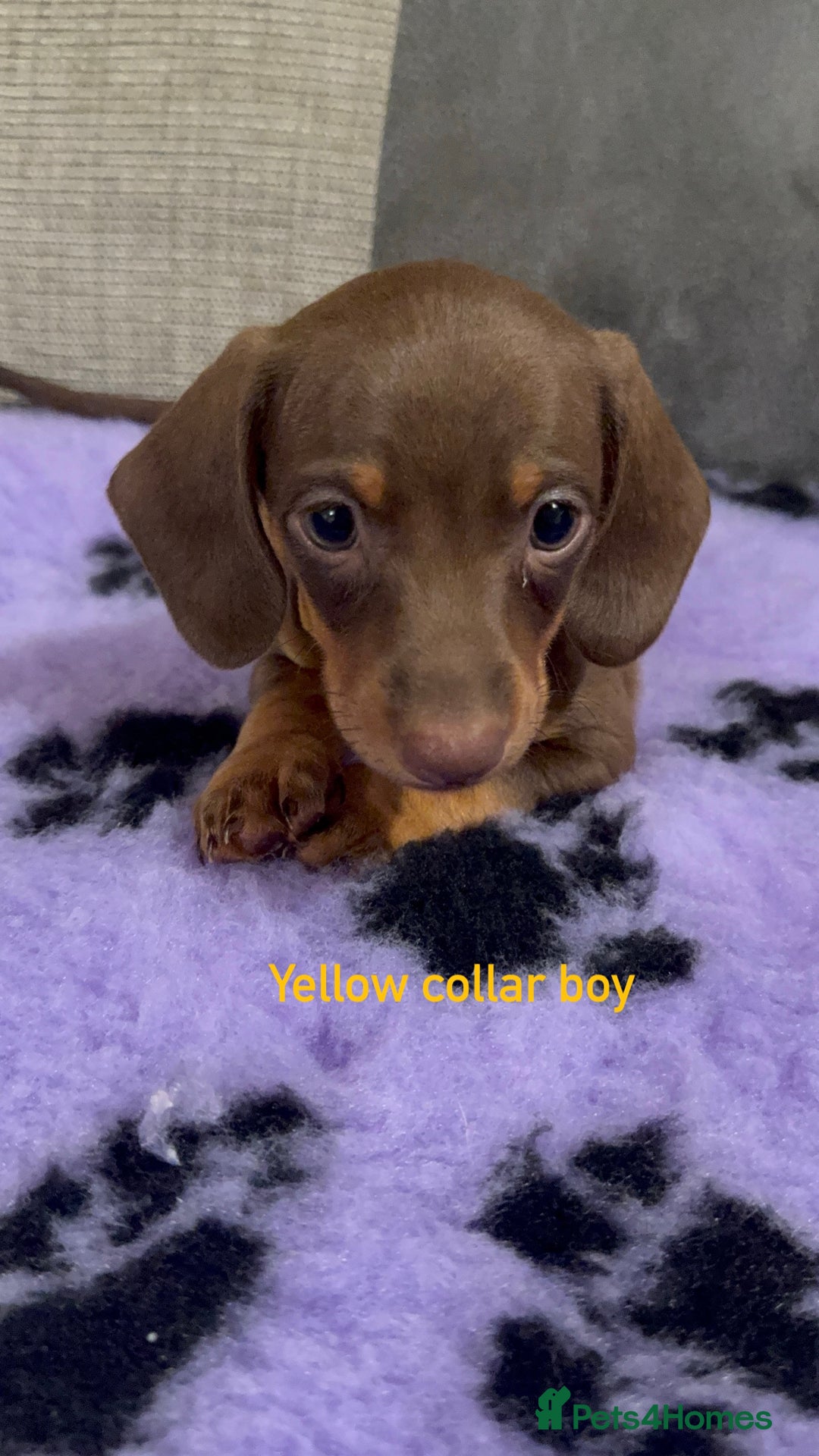Miniature Dachshund dogs for sale: 3 chocolate and tan miniature dachshund puppies - Image 1