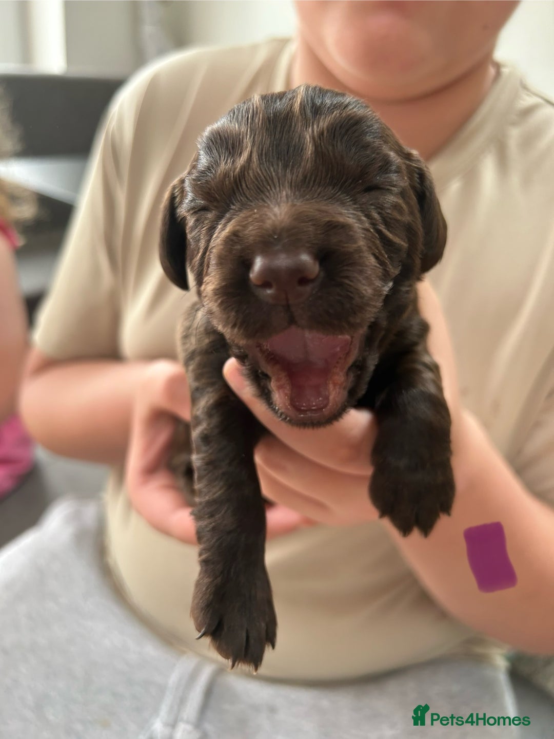 Cocker Spaniel dogs for sale: Chocolate Cocker Spaniel’s  in Crook - Image 4