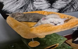 British Shorthair cats for sale: Beautiful British Shorthair girls – Ready Now! - Image 9