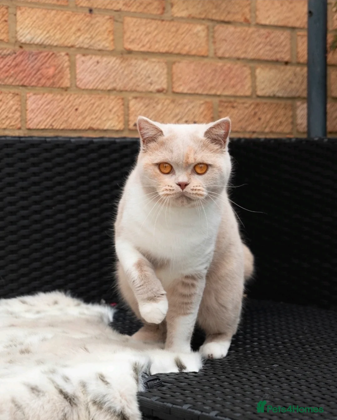 British Shorthair cats for sale: Cream & White Boy - Advert 3