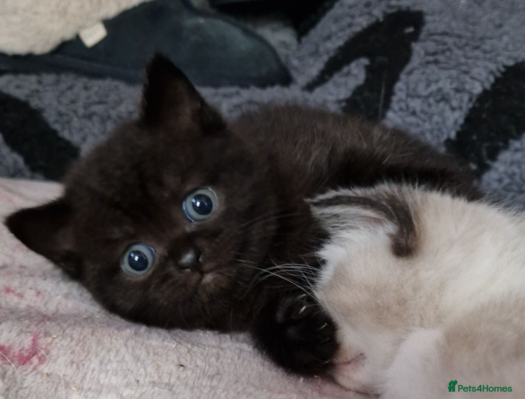 British Shorthair cats British Shorthair Exotic Kittens - Advert 1