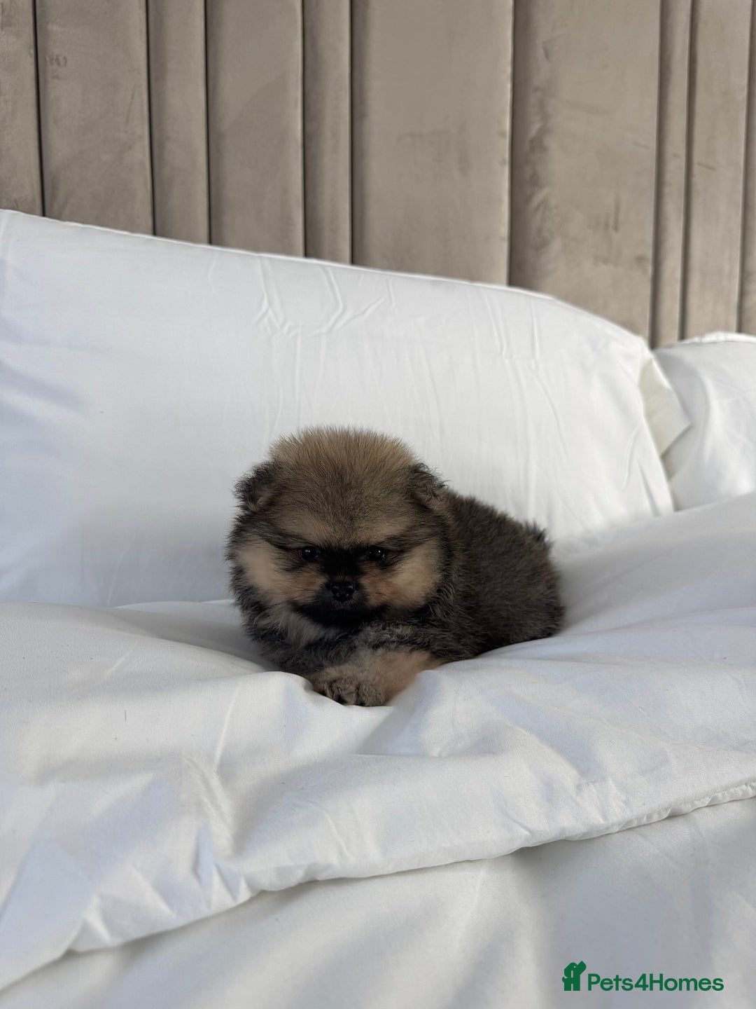 Pomeranian dogs for sale: 3 TEDDY KC POMERANIANS LEFT 🐶 - Advert 7