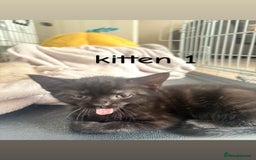British Shorthair cats for sale: 2 British shorthair 1 British longhair kittens - Image 1