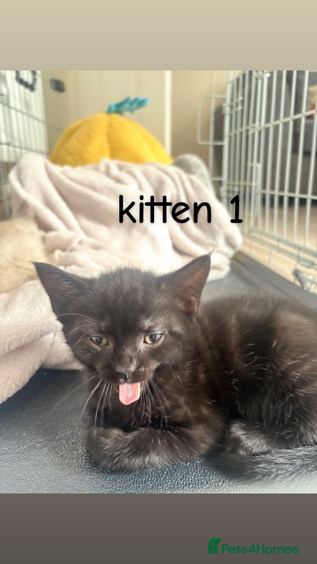 British Shorthair cats for sale: 2 British shorthair 1 British longhair kittens - Image 1