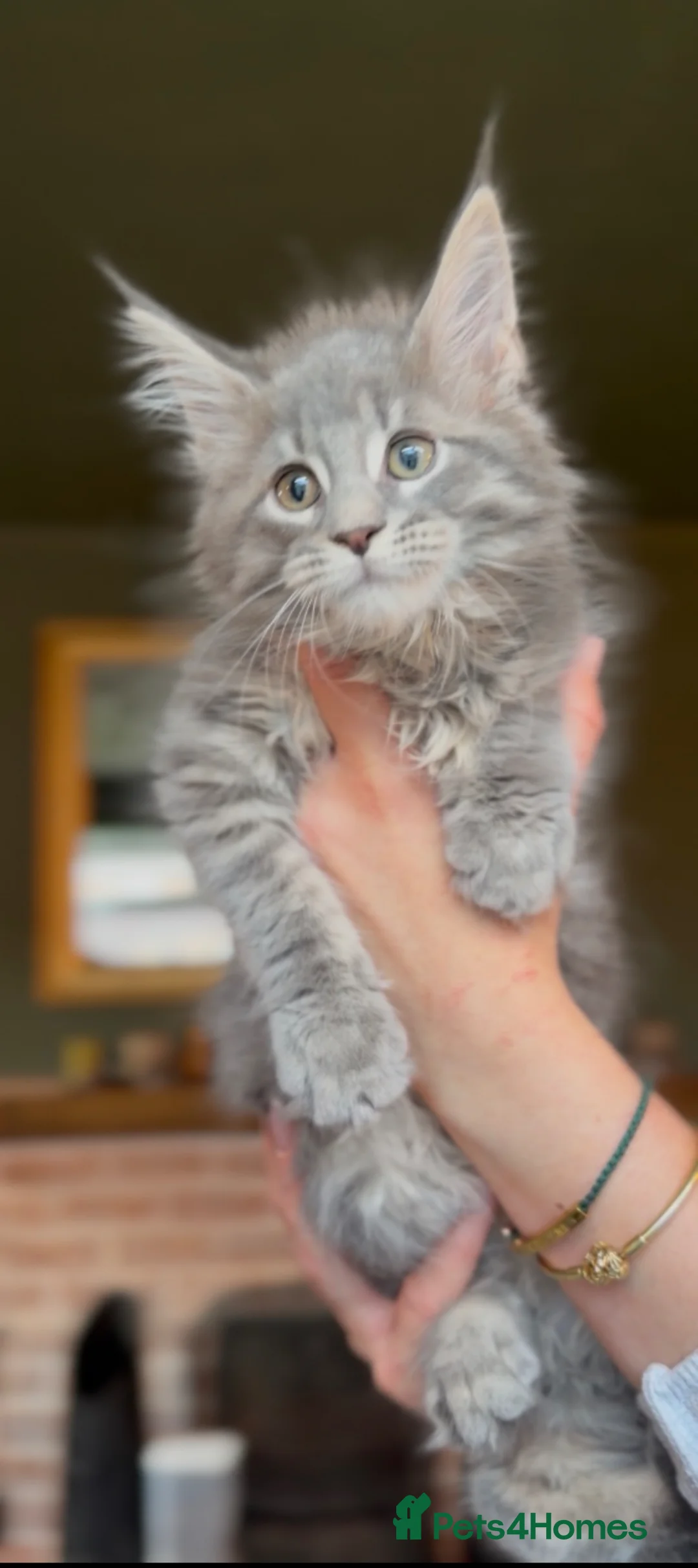 Maine Coon cats for sale: TICA Blue Tabby Maine Coon kitten  - Advert 2