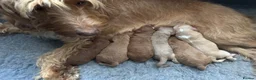 Cockapoo dogs for sale: Show quality litter of F2 cockerpoos 🌈 - Advert 4