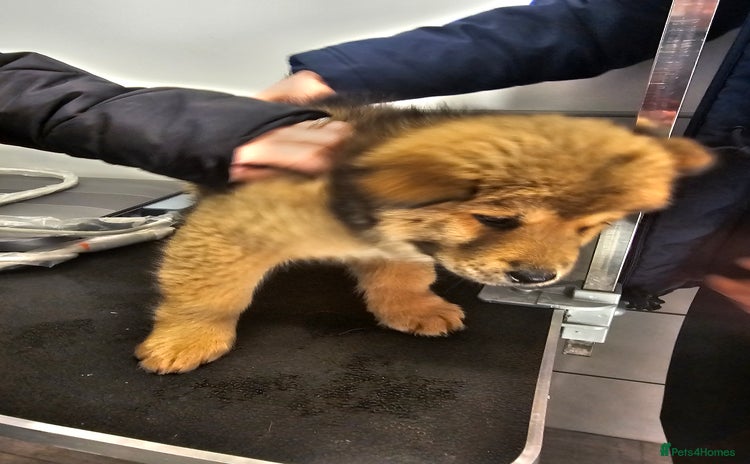 Mixed Breed dogs Chowsky puppies ready to go chow x siberian husky - Advert 6