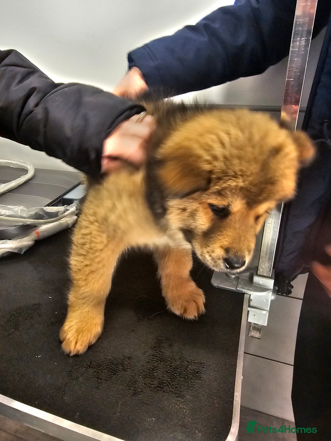 Mixed Breed dogs for sale: Chowsky puppies ready to go chow x siberian husky - Advert 5