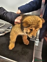 Mixed Breed dogs Chowsky puppies ready to go chow x siberian husky - Advert 7