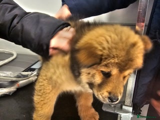 Mixed Breed dogs Chowsky puppies ready to go chow x siberian husky - Advert 8