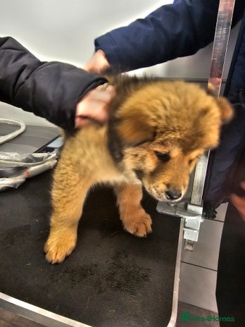 Mixed Breed dogs Chowsky puppies ready to go chow x siberian husky - Advert 1