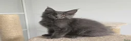 Maine Coon cats for sale: Maine Coon Kitten ready - Advert 19