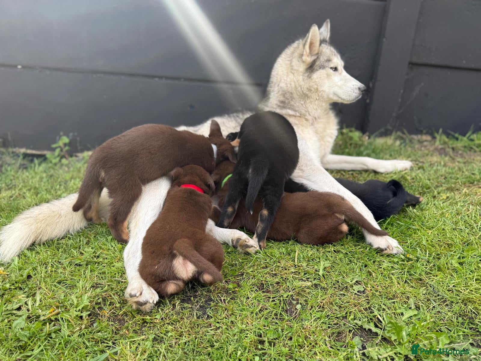 Mixed Breed dogs 🐾 Doberman x Siberian Husky Puppies –Ready Now 🐾 - Advert 5