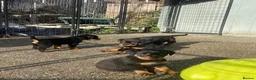 Rottweiler dogs for sale: Our gorgeous litter had 9 Rottweiler - Advert 1