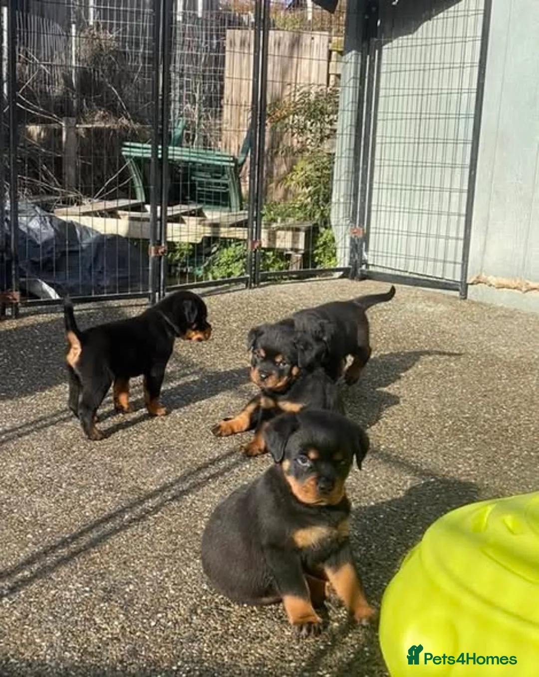 Rottweiler dogs for sale: Our gorgeous litter had 9 Rottweiler - Advert 1