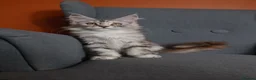 Maine Coon cats for sale: Maine coon 🧡🖤🩶 ready to leave - Advert 15