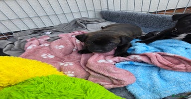 Mixed Breed dogs - Advert 12