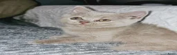 British Shorthair cats for sale: 5 Beautiful British Shorthair Kittens  - Advert 8