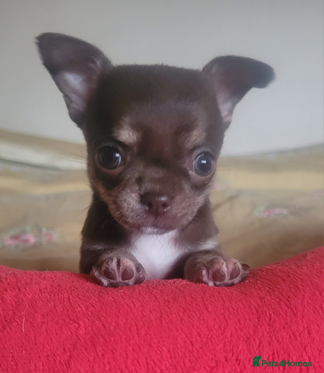 Chihuahua dogs for stud: KC lilac stud in Dagenham - Advert 16