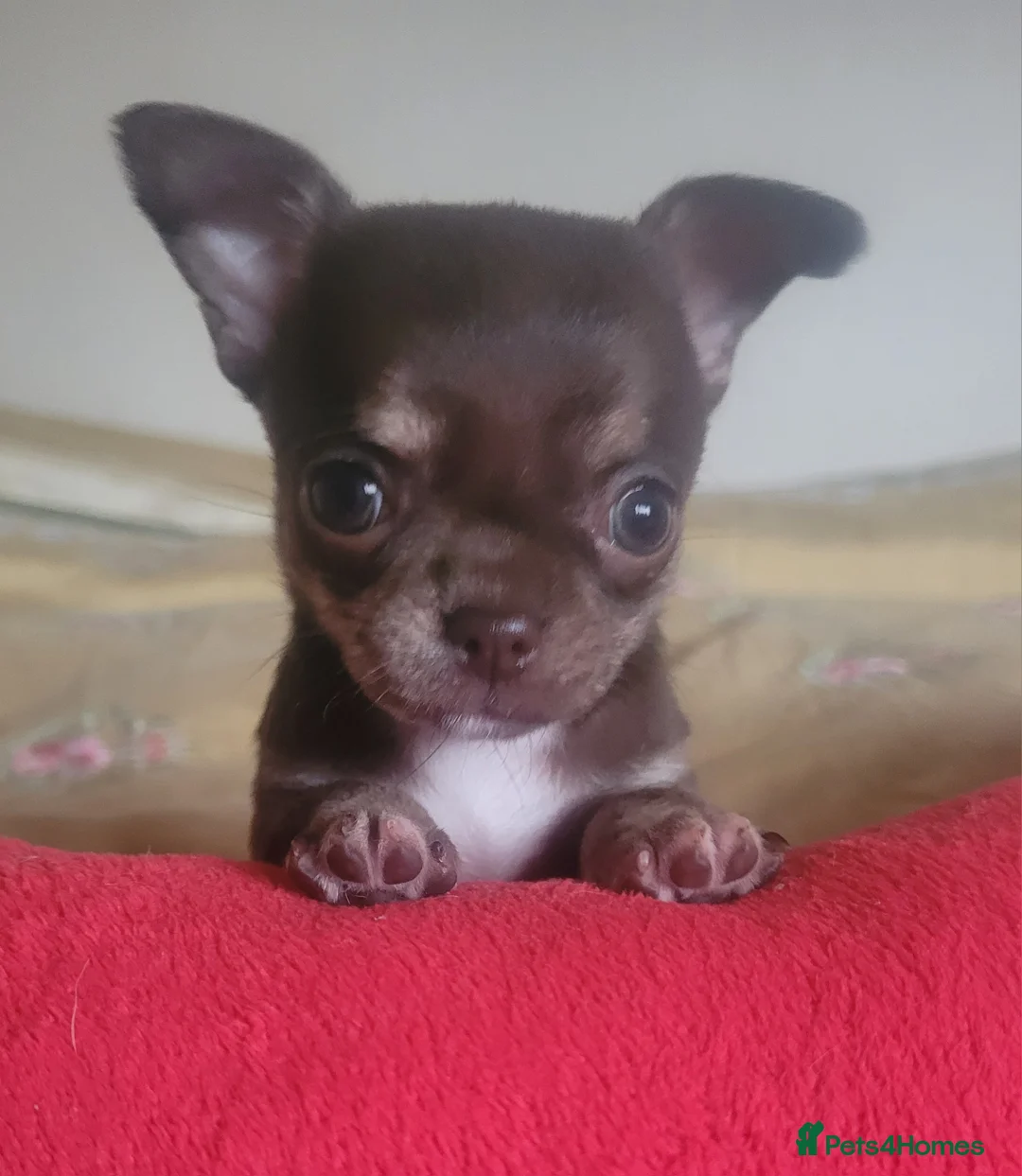 Chihuahua dogs for stud: KC lilac stud in Dagenham - Advert 16