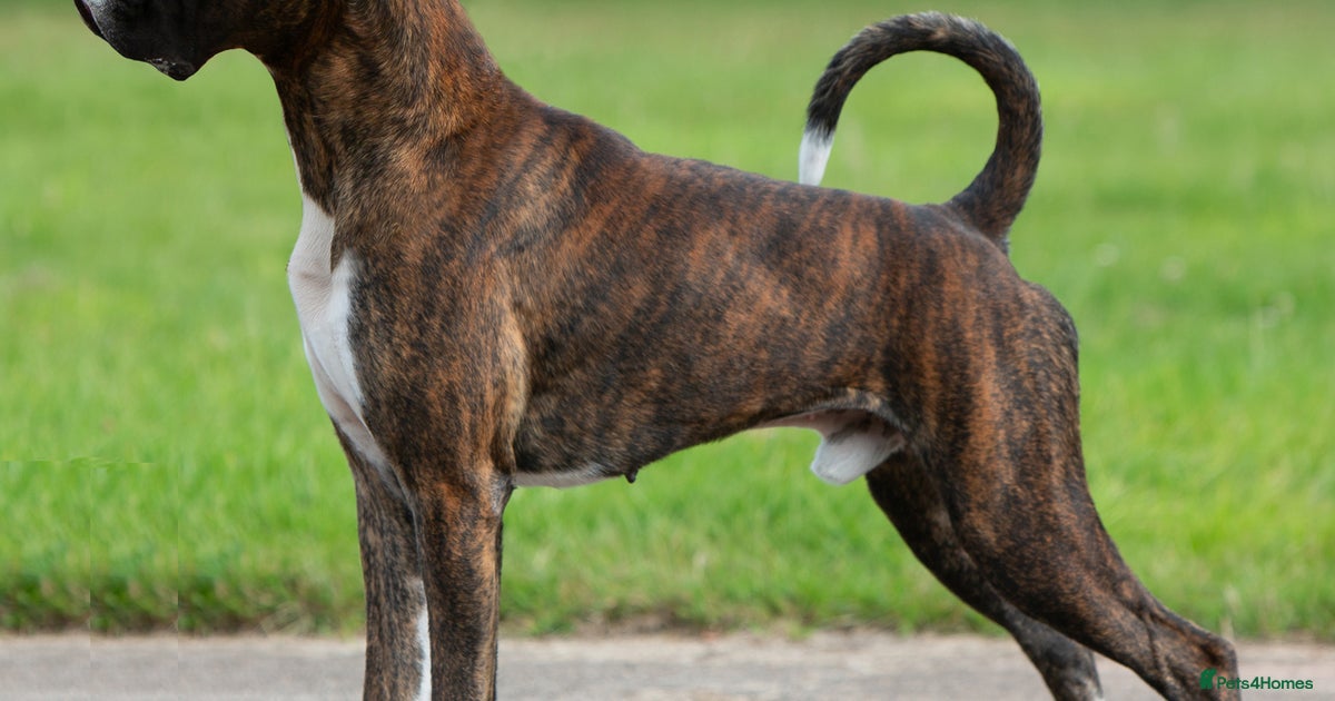White Boxer Mix Reverse Brindle Boxer Puppies For Sale Brindle