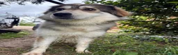 Mixed Breed dogs for adoption: Lyric - Norwich Norfolk  - Advert 17