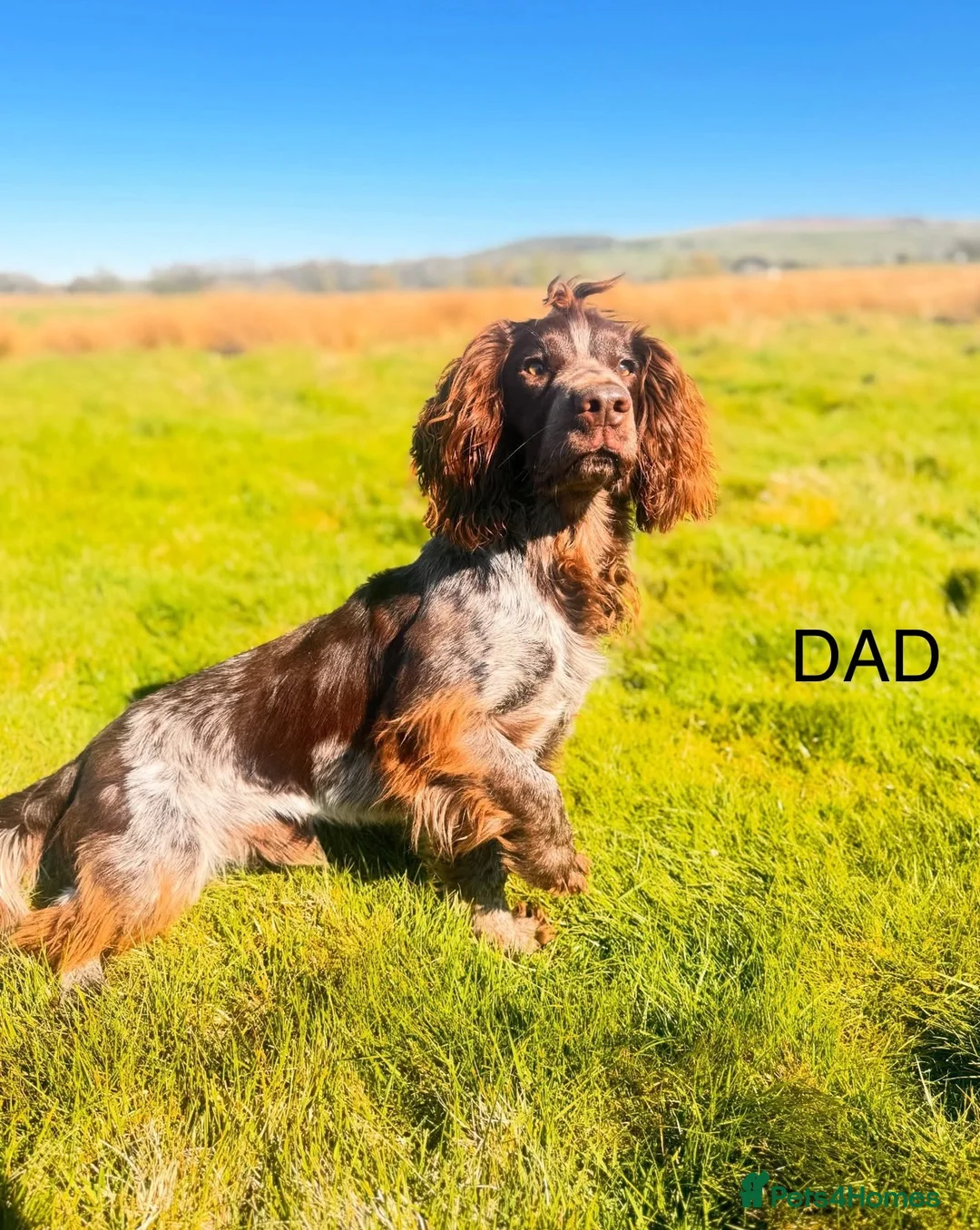 Cocker Spaniel dogs for sale: Cocker Spaniel Puppies - Advert 2