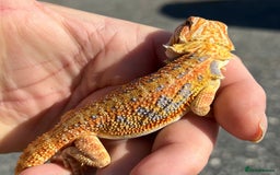 Bearded Dragon reptiles for sale: Various Hi End Bearded Dragons - Image 7