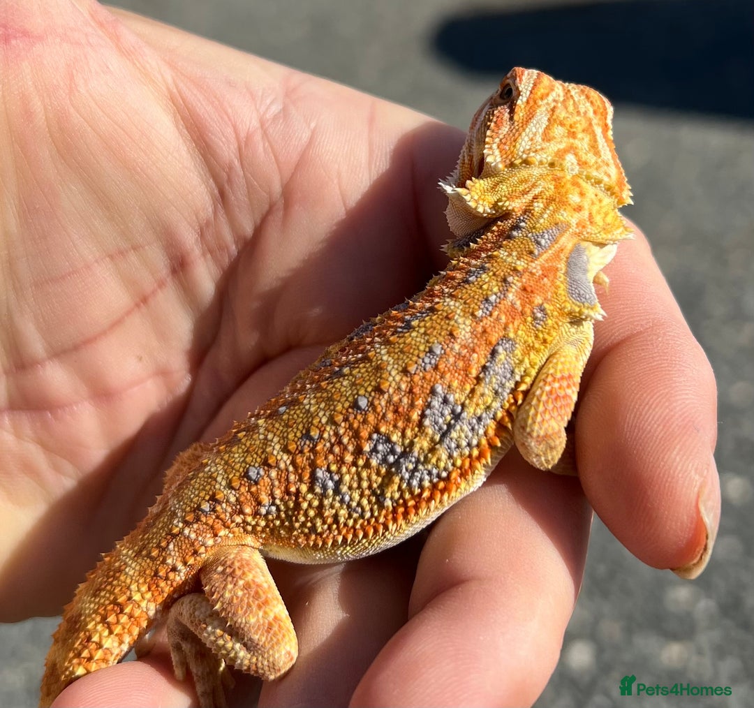 Bearded Dragon reptiles for sale: Various Hi End Bearded Dragons - Image 7