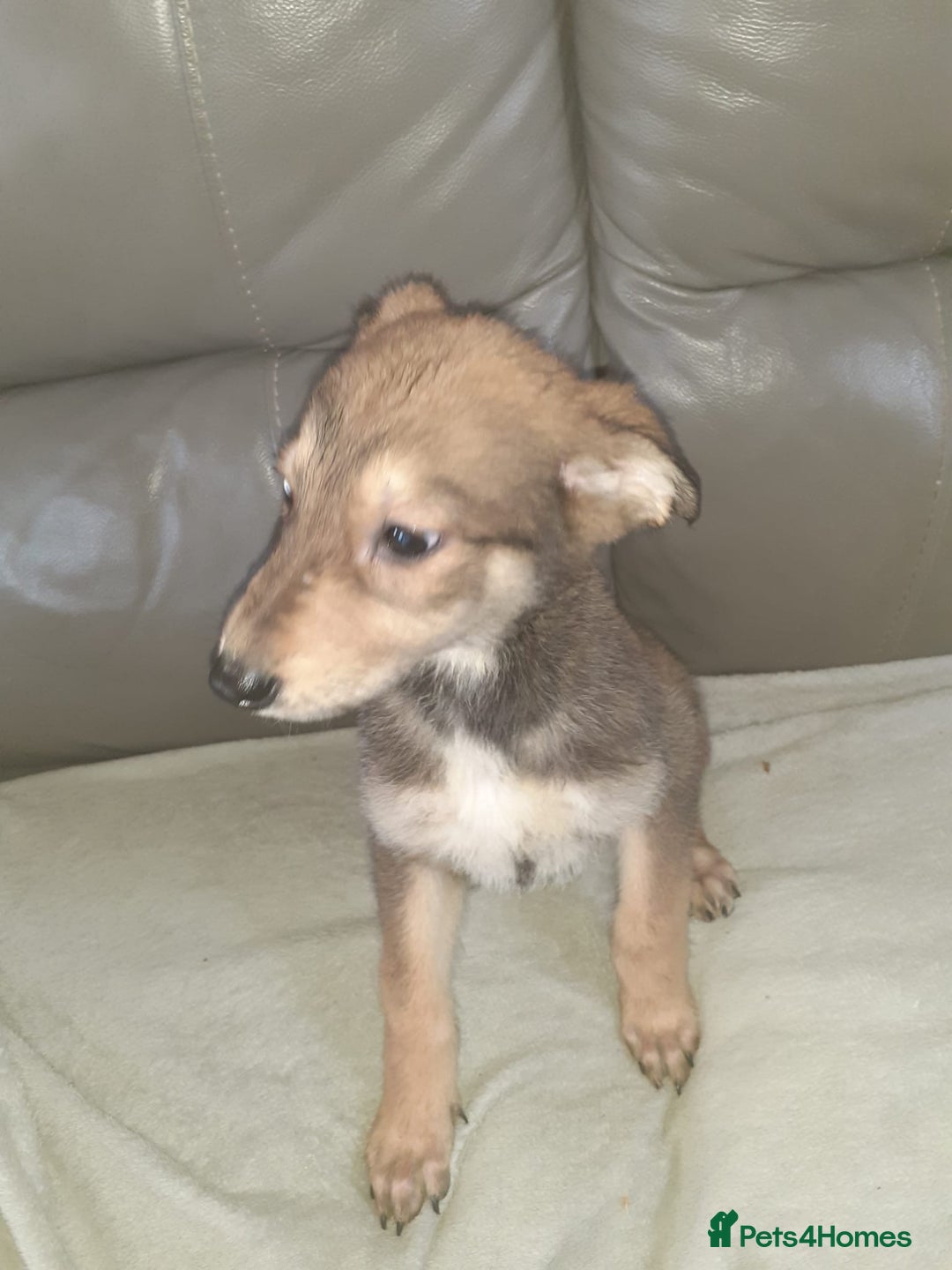 Mixed Breed dogs for sale: Saluki cross Chinese red dog - Advert 5