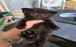 Mixed Breed cats for sale: mixed breed kittens for sale - Image 5